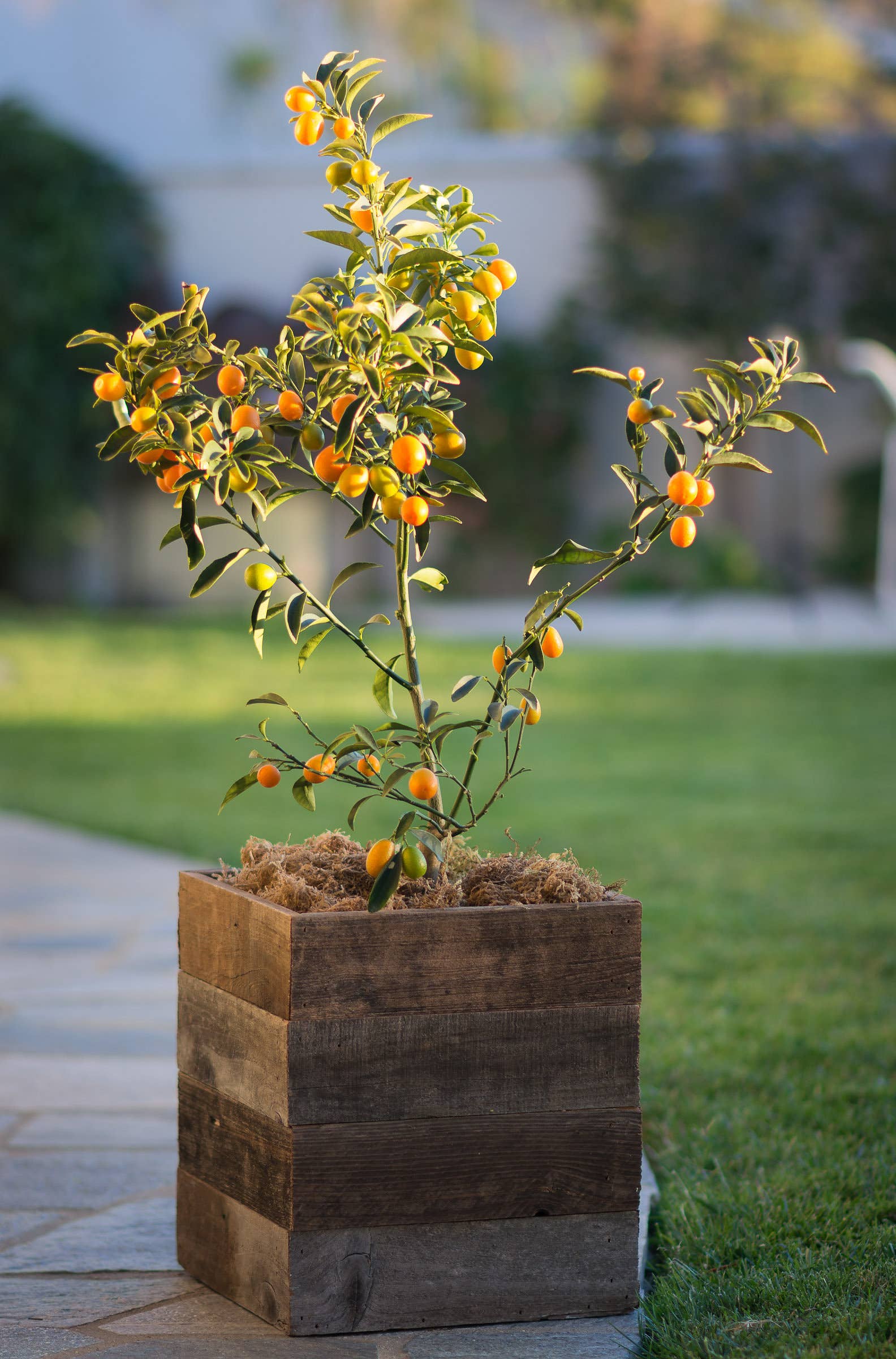 Rustic Reclaimed Wood Planter Box (Set of 3) | SheShac, image size:1584x2400